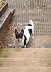 Found/Stray Male Dog last seen Hw 135, Jacksonville, TX 75766