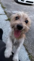 Found/Stray Male Dog last seen Okeechobee blvd and Congress and Church , West Palm Beach, FL 33409