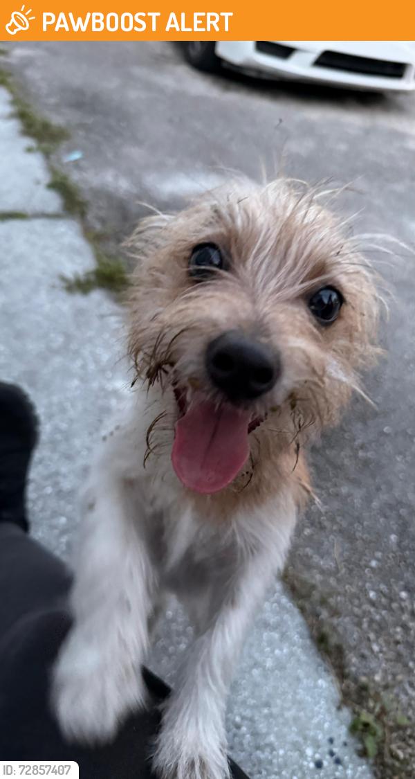 Found/Stray Male Dog last seen Okeechobee blvd and Congress and Church , West Palm Beach, FL 33409