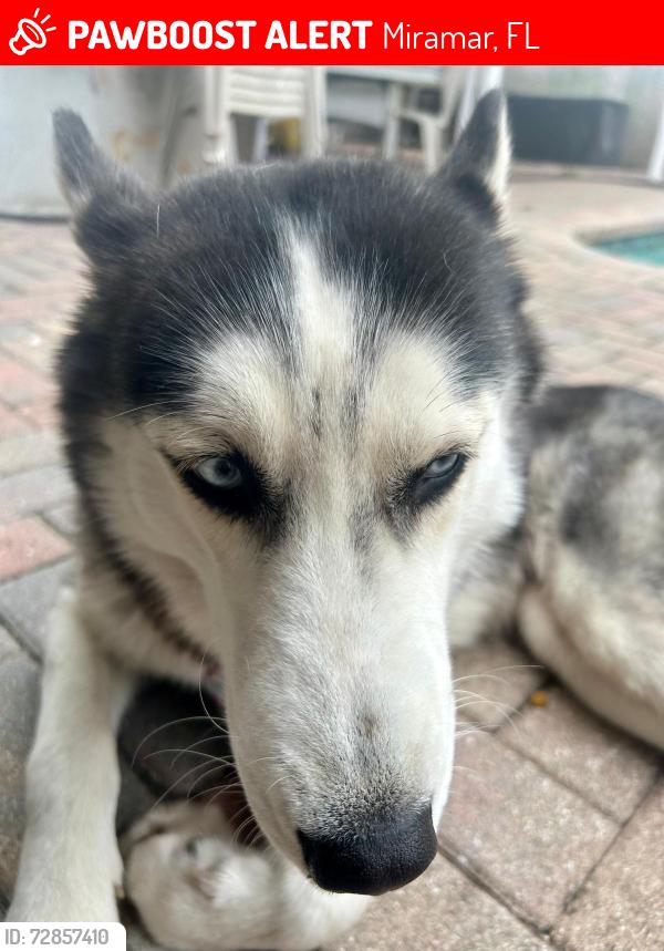 Lost Female Dog last seen Miramar 33023, Miramar, FL 33023