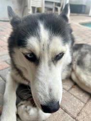 Lost Female Dog last seen Miramar 33023, Miramar, FL 33023