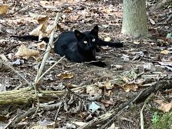 Lost Male Cat last seen Tecler School, Hagaman, NY 12086