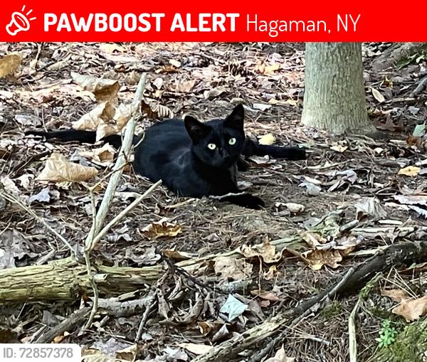 Lost Male Cat last seen Tecler School, Hagaman, NY 12086