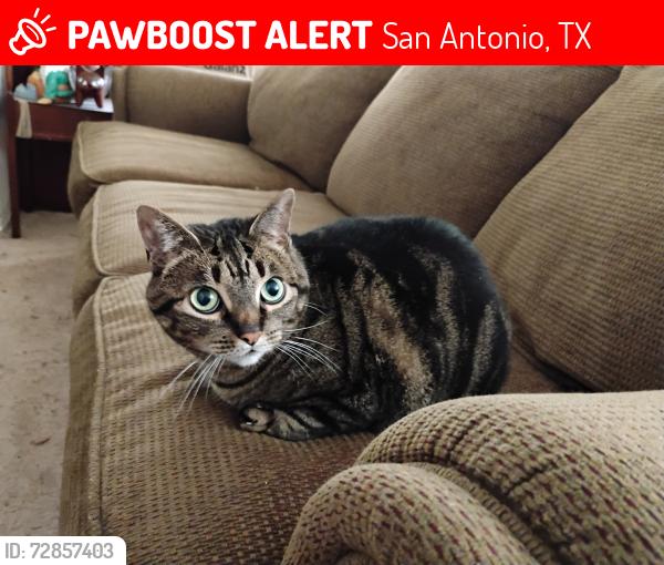 Lost Female Cat last seen Spice Spring, Roman Shade, Mason King, Littlebrook, San Antonio, TX 78260