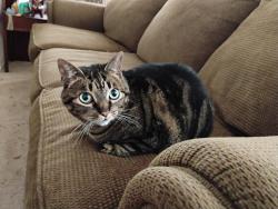 Lost Female Cat last seen Spice Spring, Roman Shade, Mason King, Littlebrook, San Antonio, TX 78260