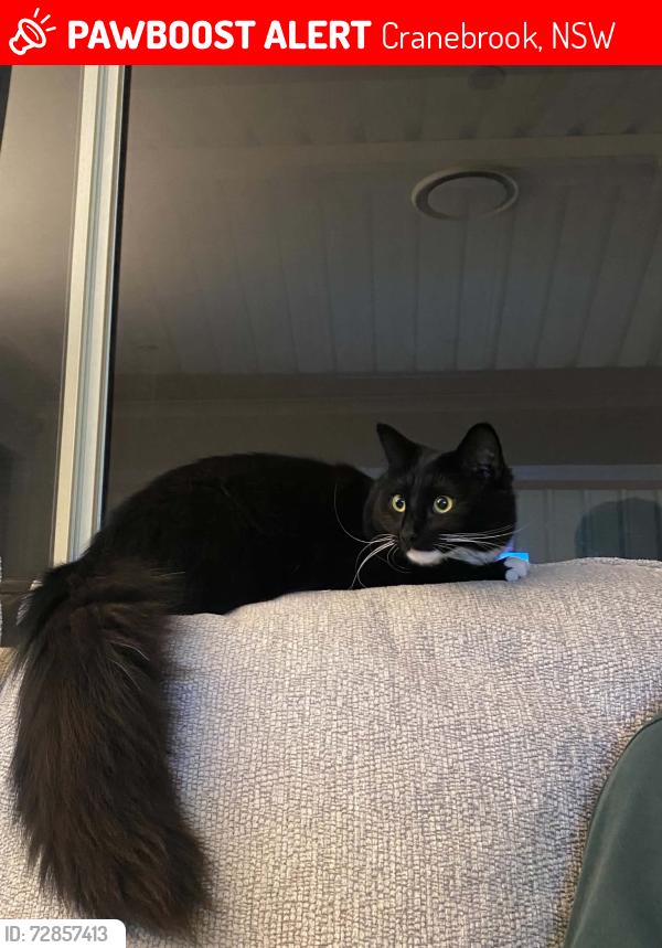 Lost Female Cat last seen Cranebrook , Cranebrook, NSW 2749