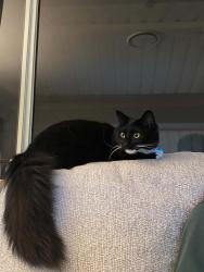 Lost Female Cat last seen Cranebrook , Cranebrook, NSW 2749