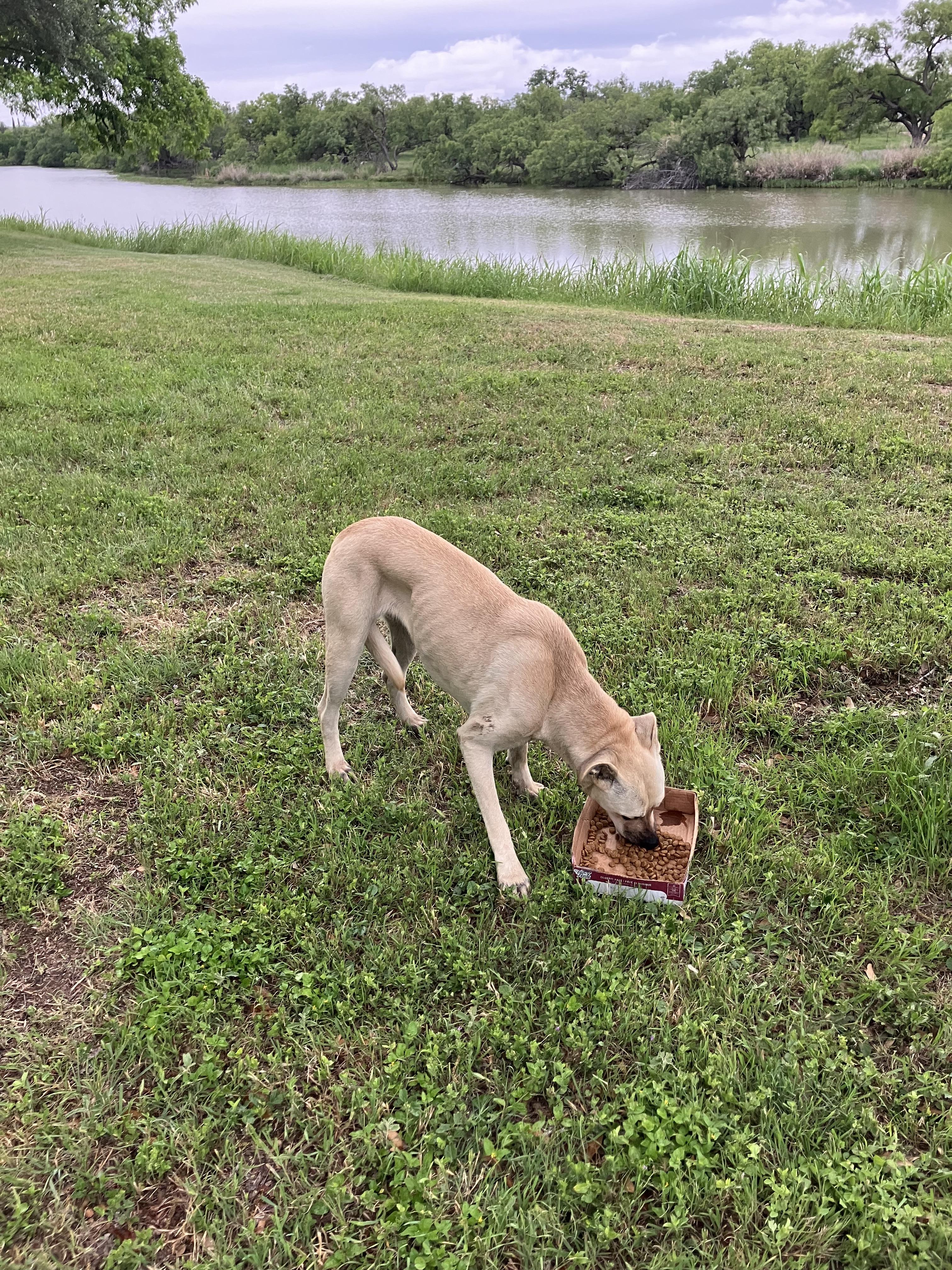 Lost Unknown Dog last seen South of the Horse Shoe, Tom Green County, TX 76904