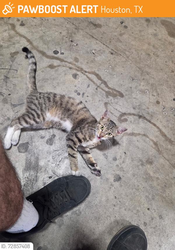 Found/Stray Female Cat last seen Queenston, Houston, TX 77095