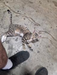 Found/Stray Female Cat last seen Queenston, Houston, TX 77095