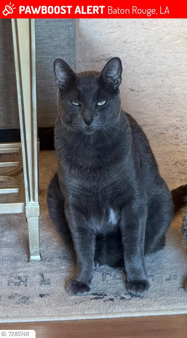 Lost Male Cat last seen Glasgow at Whitehaven, Baton Rouge, LA 70808