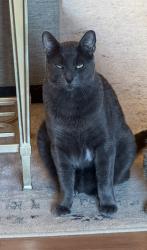 Lost Male Cat last seen Glasgow at Whitehaven, Baton Rouge, LA 70808