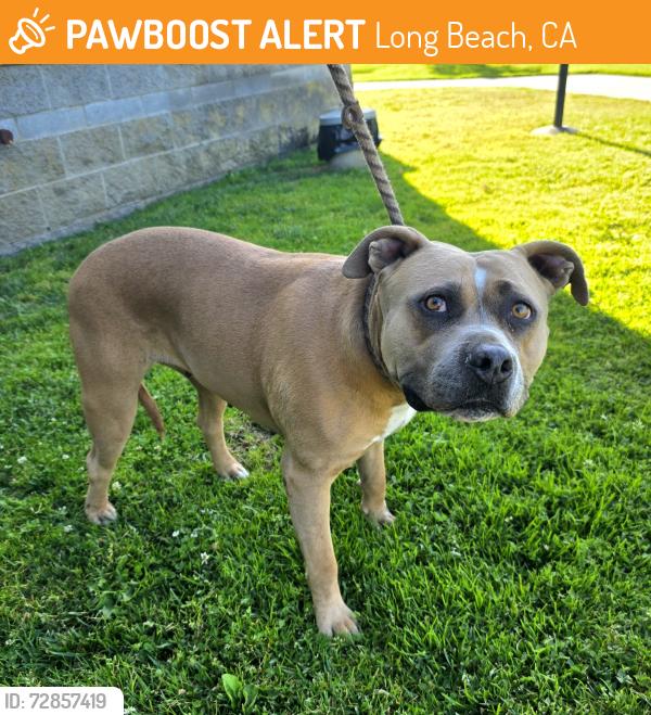 Found/Stray Female Dog last seen Near E Hill St, Long Beach, CA 90806, Long Beach, CA 90806