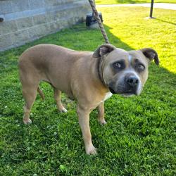 Found/Stray Female Dog last seen Near E Hill St, Long Beach, CA 90806, Long Beach, CA 90806