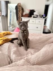 Lost Male Cat last seen Via Ventura, Mesquite, TX 75150