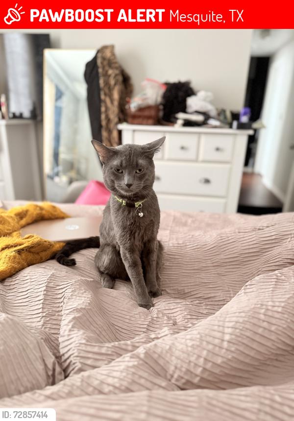 Lost Male Cat last seen Via Ventura, Mesquite, TX 75150