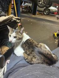 Lost Male Cat last seen Ward st. and Boulevard of the Allies, Pittsburgh, PA 15213