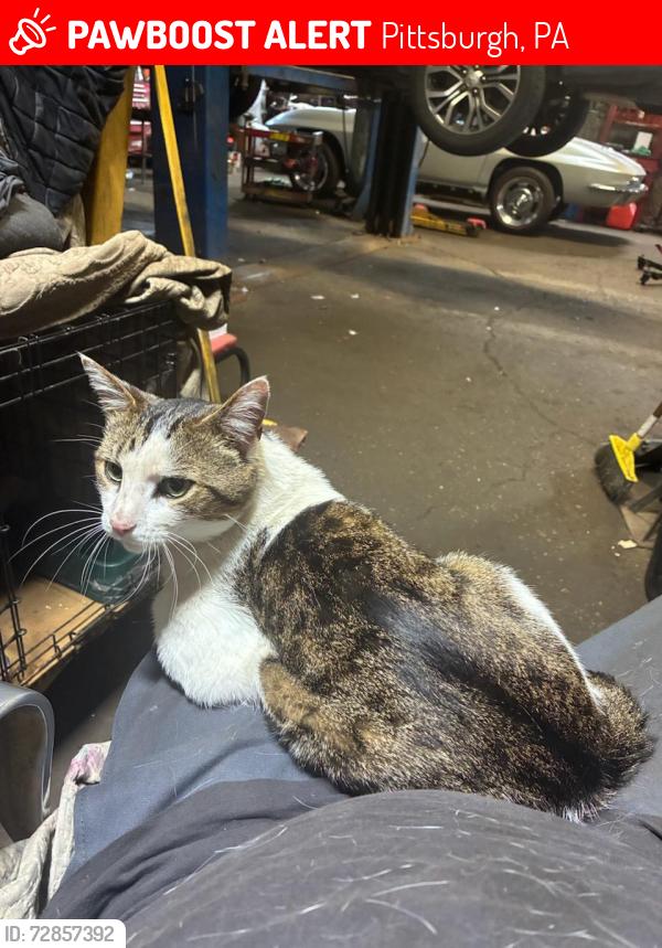 Lost Male Cat last seen Ward st. and Boulevard of the Allies, Pittsburgh, PA 15213