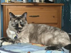 Lost Female Cat last seen Oakdale Fire Department and Oakdale Elementary , Montville, CT 06370
