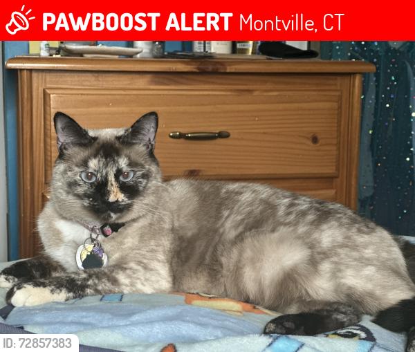 Lost Female Cat last seen Oakdale Fire Department and Oakdale Elementary, Montville, CT 06370