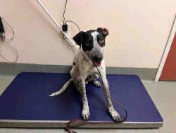 Shelter Stray Male Dog last seen MAIN ST- CAUGHT IN TRAP, Carlsbad, CA 92011