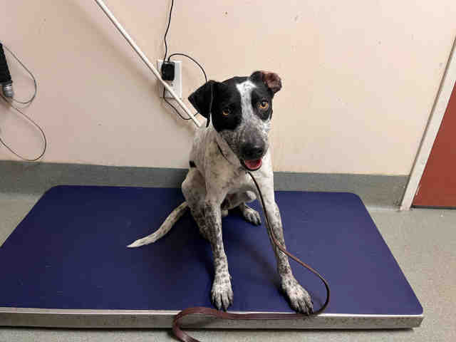 Shelter Stray Male Dog last seen MAIN ST- CAUGHT IN TRAP, Carlsbad, CA 92011