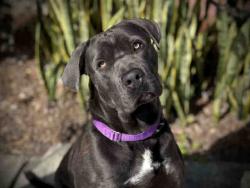 Shelter Stray Male Dog last seen , Bonita, CA 91902