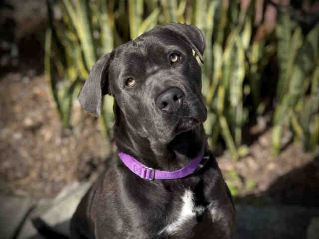 Shelter Stray Male Dog last seen , Bonita, CA 91902