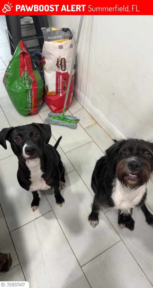Lost Female Dog last seen Near se 160th place, Summerfield, FL 34491