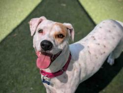 Shelter Stray Female Dog last seen , Bonita, CA 91902