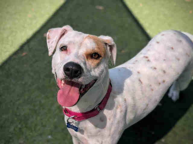 Shelter Stray Female Dog last seen , Bonita, CA 91902