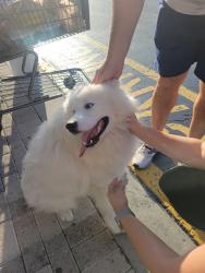 Reunited Unknown Dog last seen Near Ave and Coral Way, Olympia Heights, FL 33175