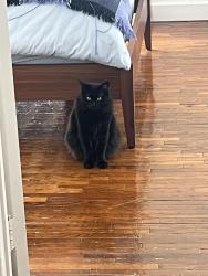 Lost Female Cat last seen Havenhurst and Norton, West Hollywood, CA 90046