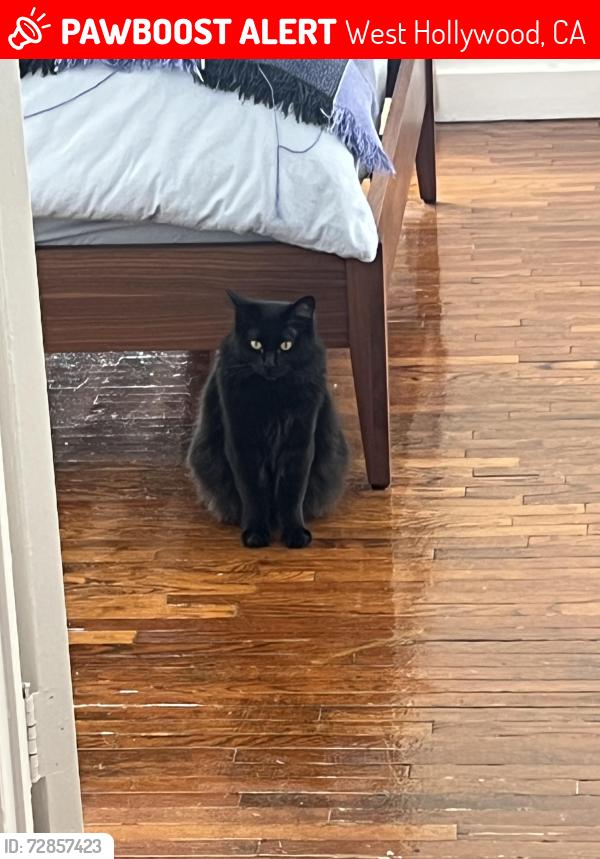 Lost Female Cat last seen Havenhurst and Norton, West Hollywood, CA 90046