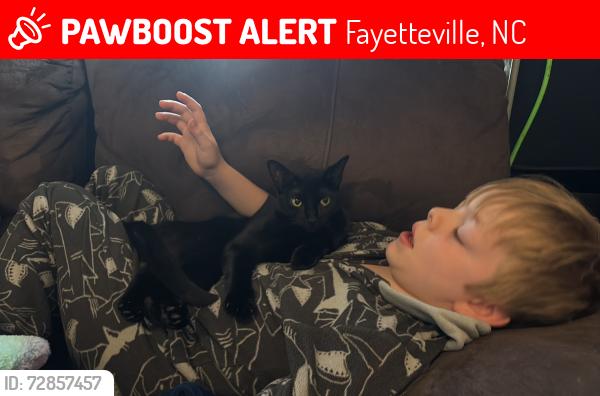 Lost Female Cat last seen Walker st, Bradley and Abrams, Fayetteville, NC 28311