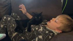 Lost Female Cat last seen Walker st, Bradley and Abrams, Fayetteville, NC 28311