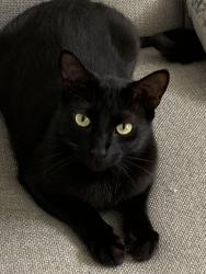 Reunited Male Cat last seen Wexford and Omaha , Palm Harbor, FL 34683
