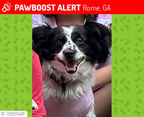 Lost Female Dog last seen Rome ga  on shorter ave near the waffle hse, Rome, GA 30165