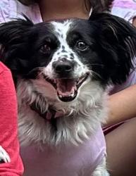 Lost Female Dog last seen Rome ga  on shorter ave near the waffle hse, Rome, GA 30165