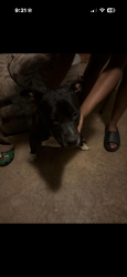 Found/Stray Female Dog last seen Braswell dr, Herman st, Athens, GA 30601