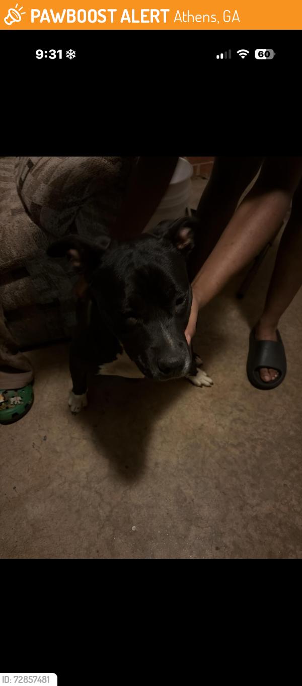 Found/Stray Female Dog last seen Braswell dr, Herman st, Athens, GA 30601