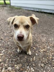 Found/Stray Male Dog last seen Overhill dr, Glenn Heights, TX 75154