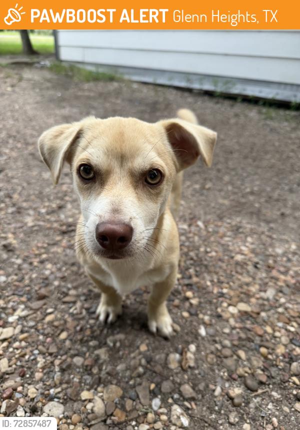 Found/Stray Male Dog last seen Overhill dr, Glenn Heights, TX 75154