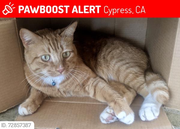 Lost Male Cat last seen Sumner Place and Merten , Cypress, CA 90630