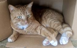 Lost Male Cat last seen Sumner Place and Merten , Cypress, CA 90630