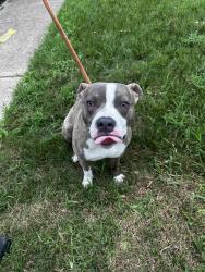 Found/Stray Male Dog last seen john bank dr spring , Houston, TX 77038