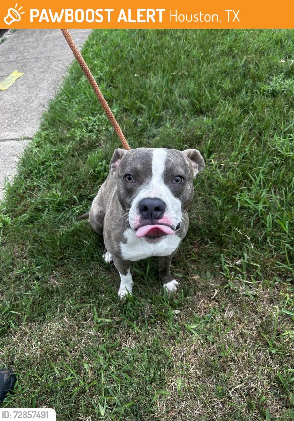 Found/Stray Male Dog last seen john bank dr spring , Houston, TX 77038