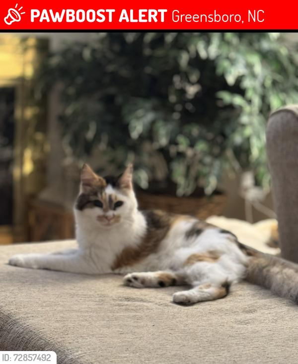 Lost Female Cat last seen W Friendly & Cannon St or Muir’s Chapel Rd (Guilford College Area- Hamilton Lakes), Greensboro, NC 27410