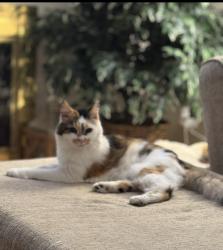Lost Female Cat last seen W Friendly & Cannon St or Muir’s Chapel Rd (Guilford College Area- Hamilton Lakes), Greensboro, NC 27410