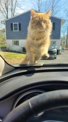 Lost Male Cat last seen New Floyd Road (State Route 365), Koenig Road, Rome, NY 13440